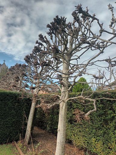 Pruning of lime trees after