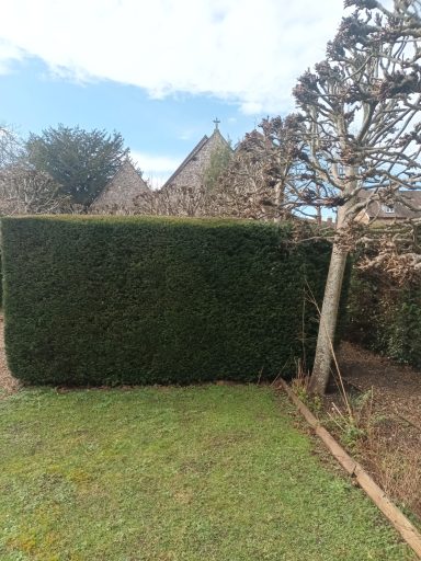 Hedge trimming twice yearly