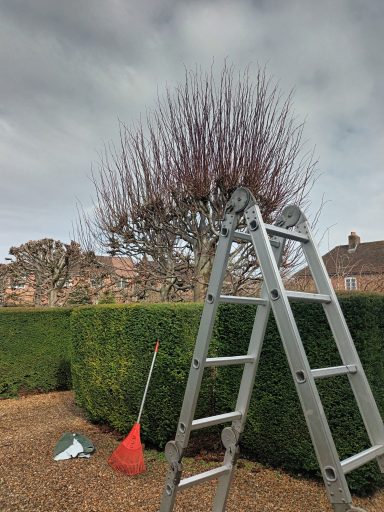 Pruning of lime trees before